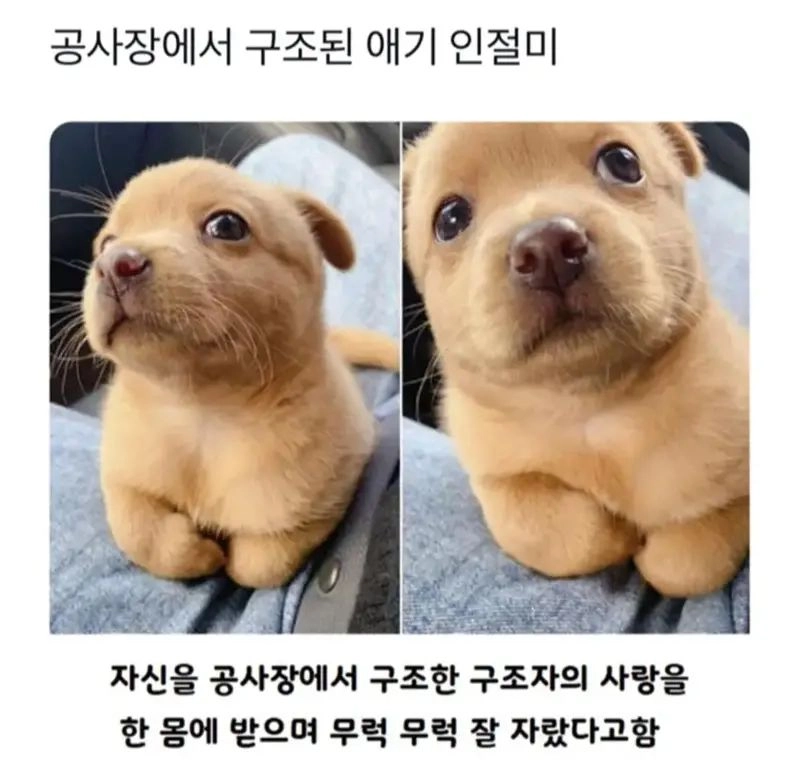 공사장에서 구조된 아기 인절미