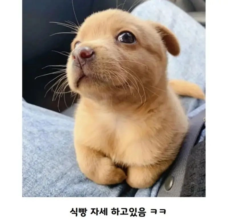 공사장에서 구조된 아기 인절미