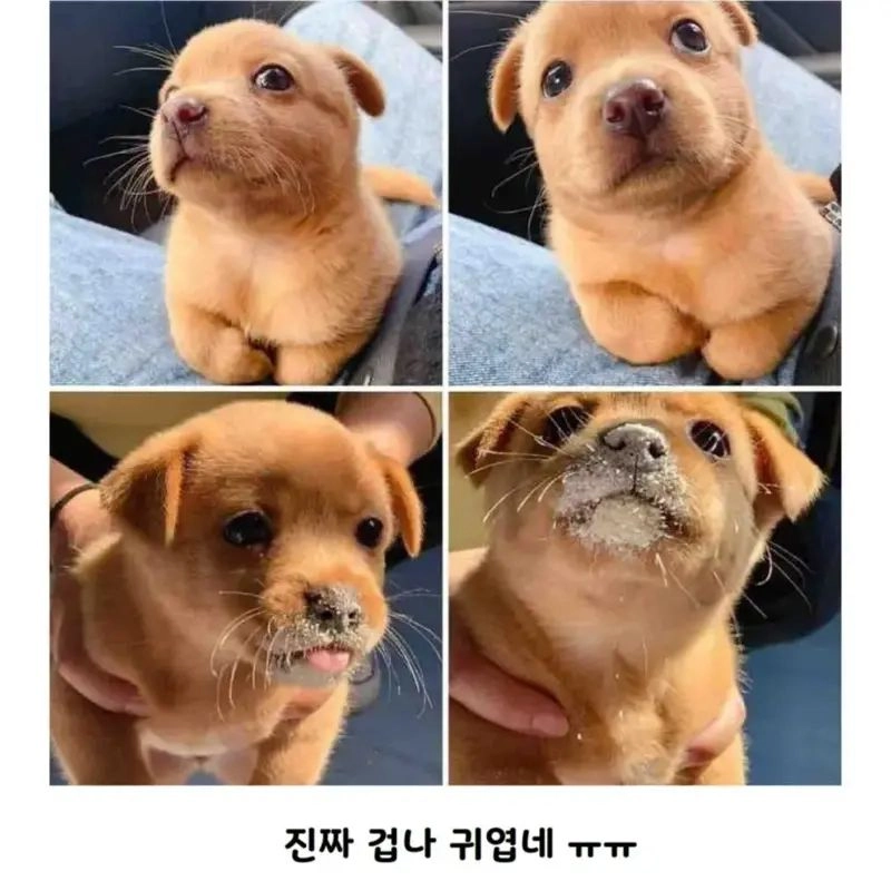 공사장에서 구조된 아기 인절미