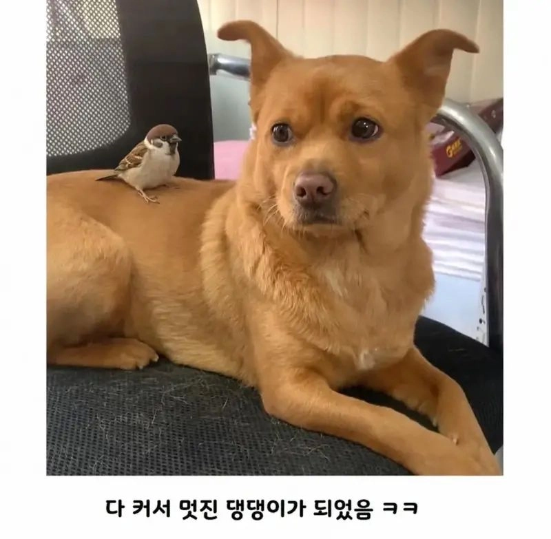 공사장에서 구조된 아기 인절미