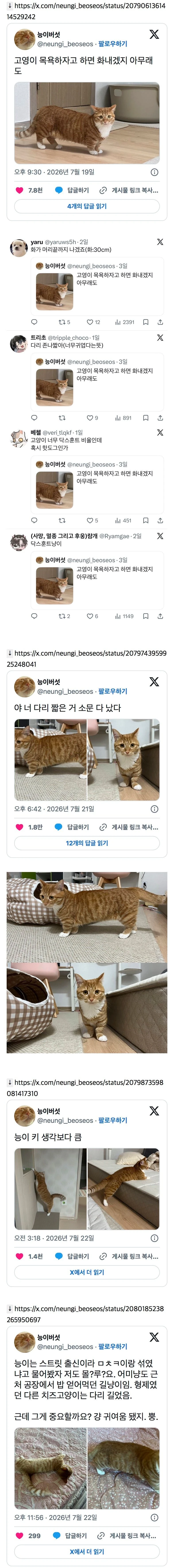다리 짧은 거 소문 다 난 닥스훈트고양이