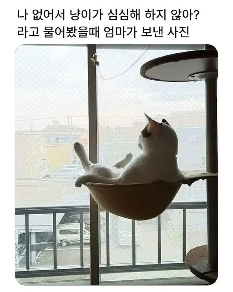 엄마가 보내준 고양이 사진