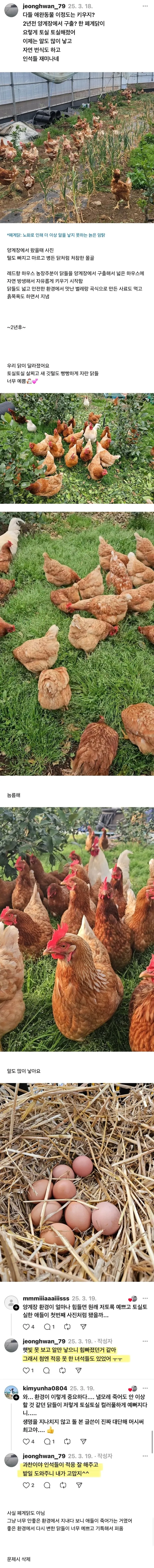 양계장에서 구출한 닭 2년 키운 결과