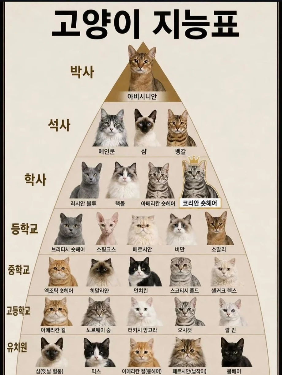 고양이 지능표