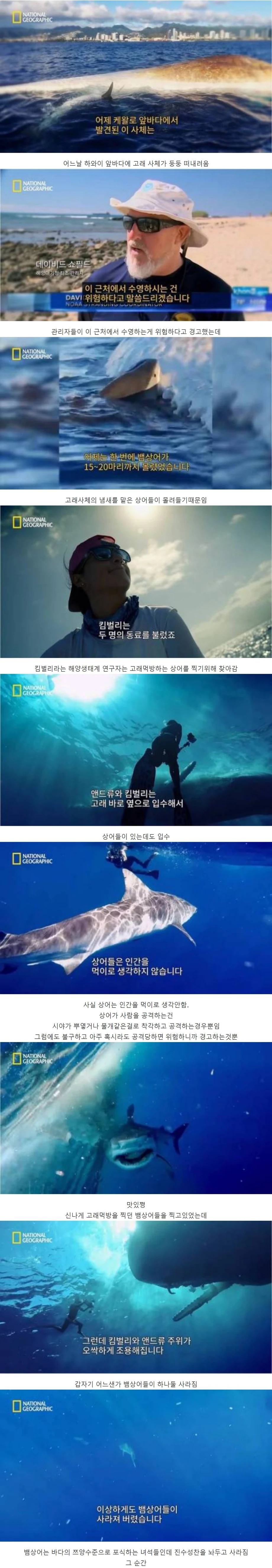 고래 먹방하던 상어들이 사라진 이유