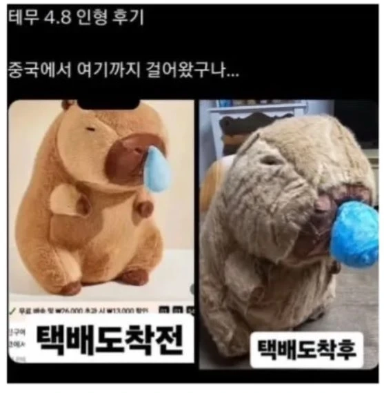 중국에서 한국까지 걸어온 인형