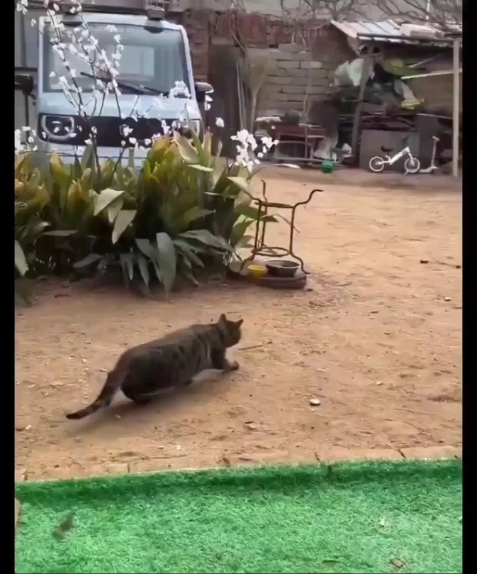눈치없이 방해하는 강아지
