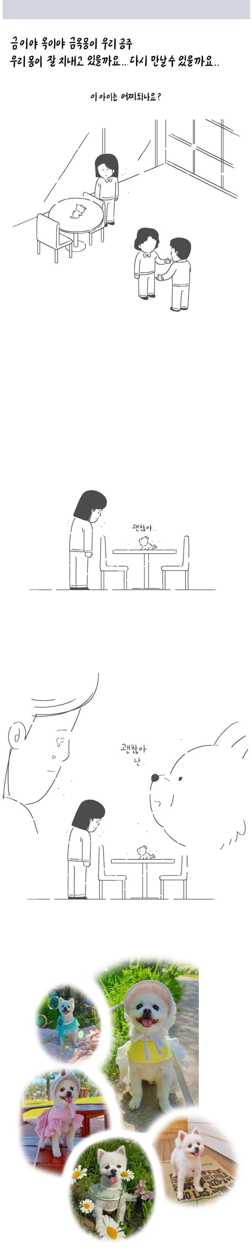 친구가 펫샵에 파양한 강아지 데리고 와 지극정성으로 키운 사연자