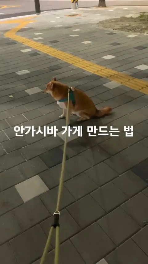 집 안가려는 시바 움직이는법
