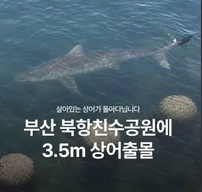 제작비0원인데 여수박람회보다 인기 있다는 부산 상어 축제 상황