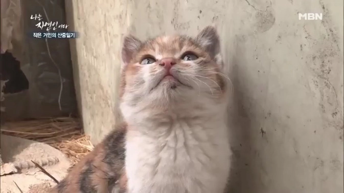 아기 고양이 씻겨주는 자연인