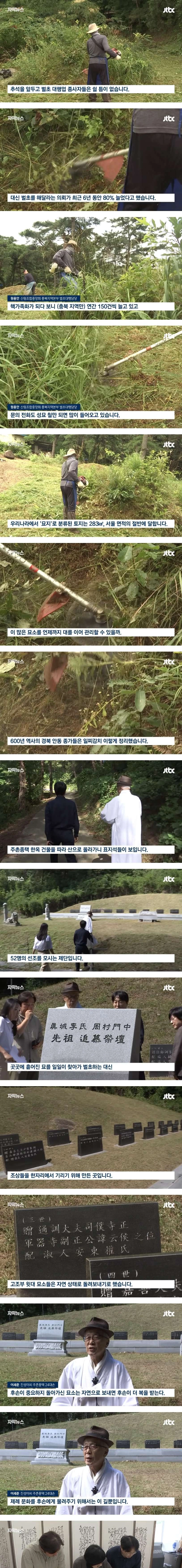 성묘 & 벌초에 고심하던 600년 종가의 결단