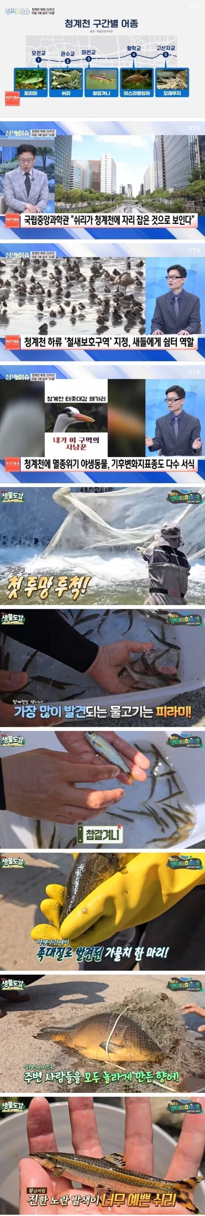 요즘 청계천 근황