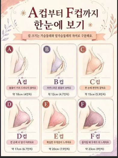 A컵~F컵까지 한 눈에 알아보기