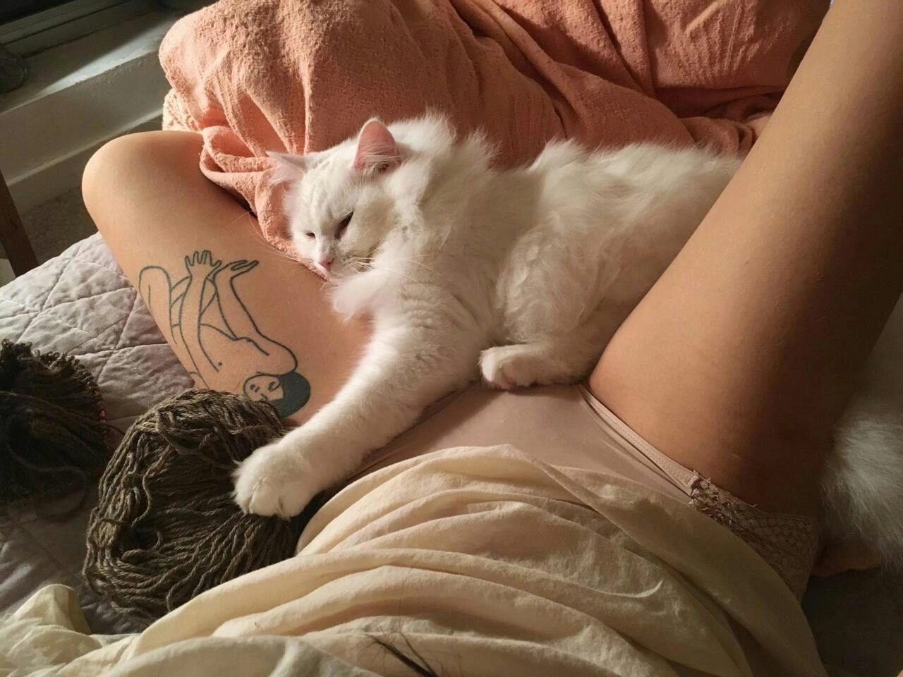 부러운 고양이