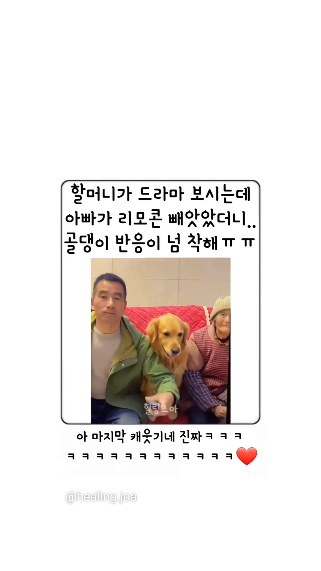 할머니 댕댕이