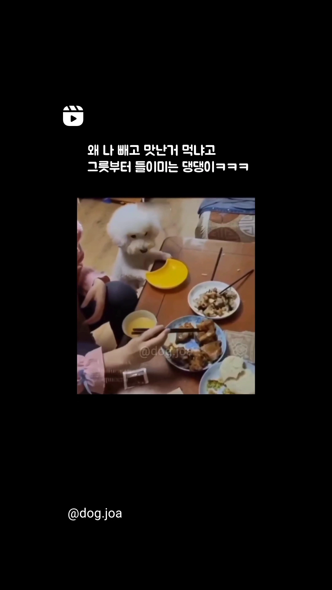댕댕이 손짓