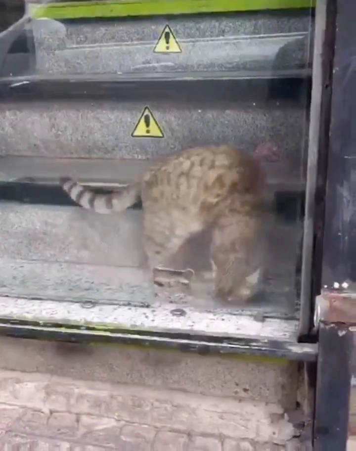 고양이 액체설