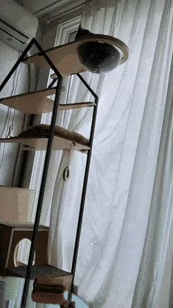 커튼여는고양이