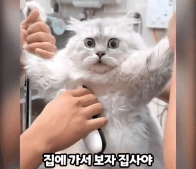 집에 가서 보자 집사야