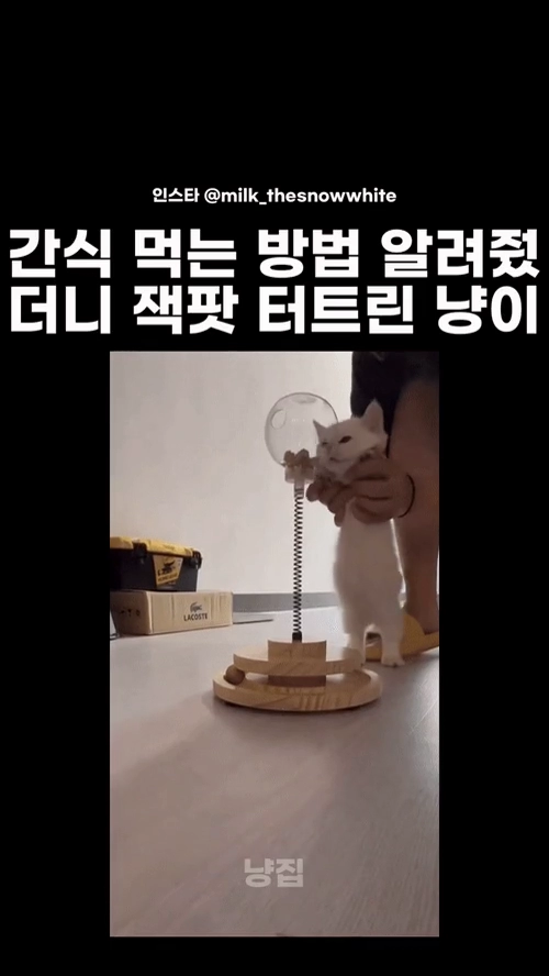 잭팟 터트린 냥이