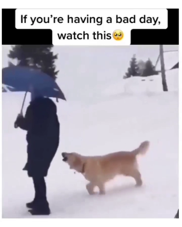 골댕이가 설매타는 방법ㅋㅋ
