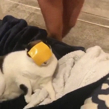 개이득