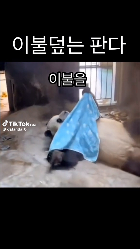 혼자 이불덮는 판다