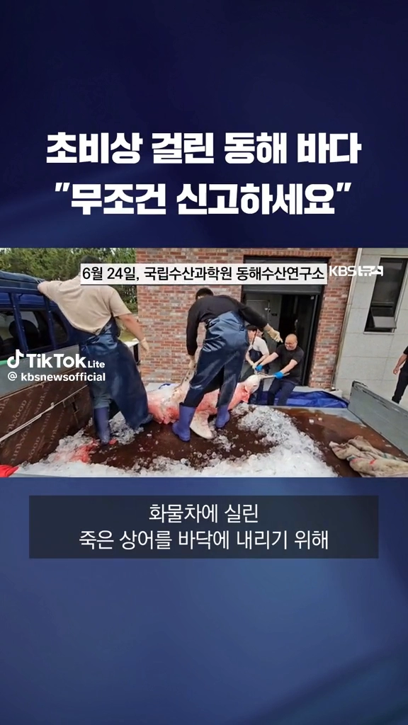 동해안 상어출현