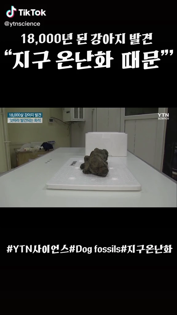 18000년된 강아지