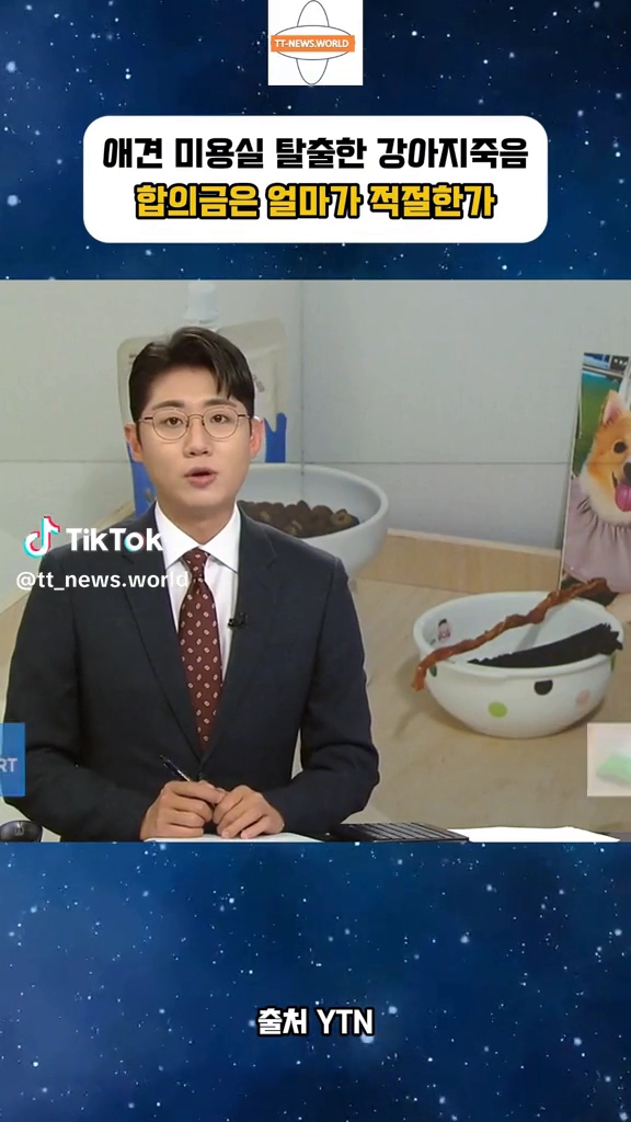애견 미용실 탈출한 강아지죽음