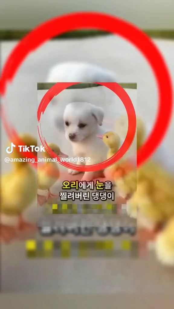 귀여운 녀석들