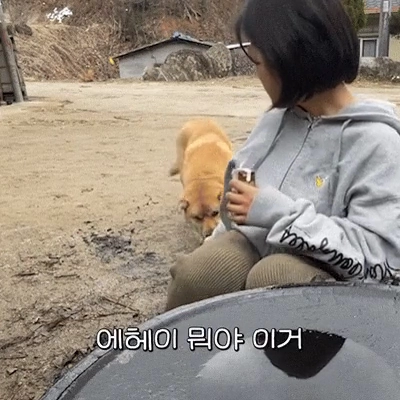 억울하게 삥뜯긴 댕댕이 ㅋㅋㅋㅋㅋ