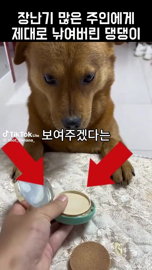 이게 진짜 개 억울이네요