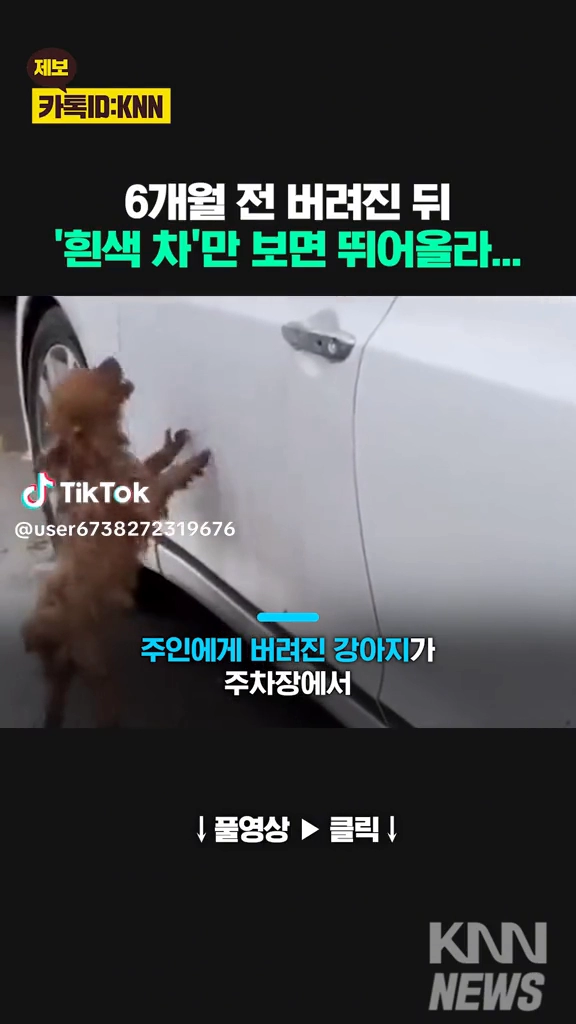 주인을 애타게 찾는 강아지