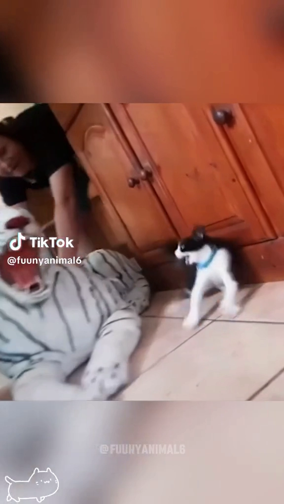 놀랜 냥이들