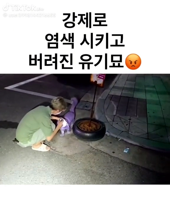 강제로 염색시키고 버려진 유기묘