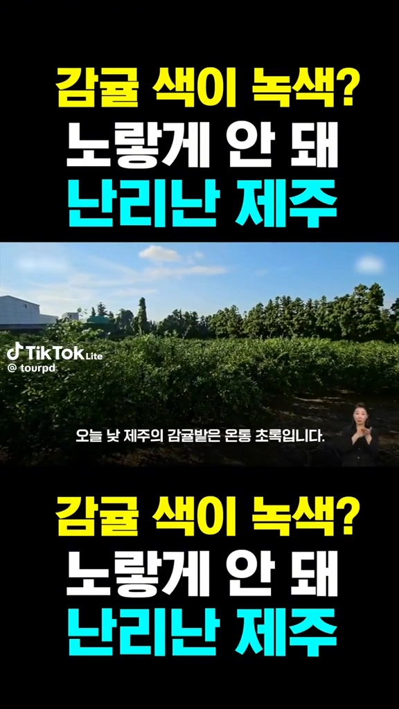 감귤색이 녹색