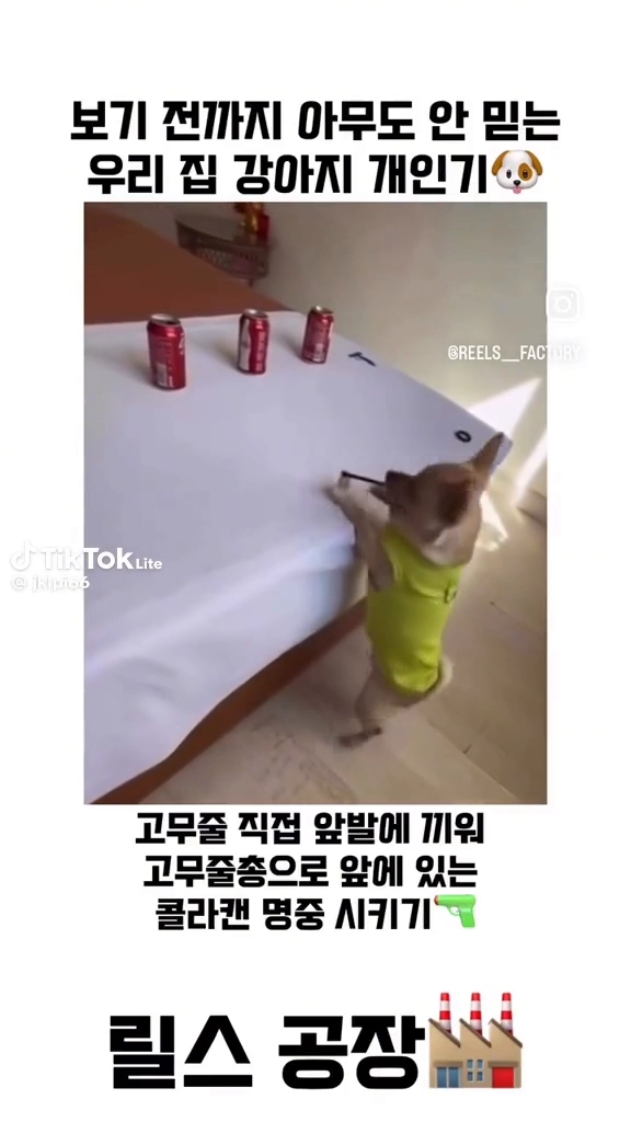 천재견