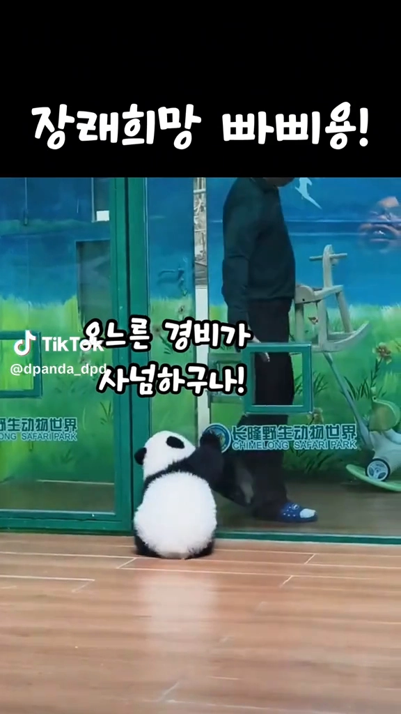 넘 귀여운 판다