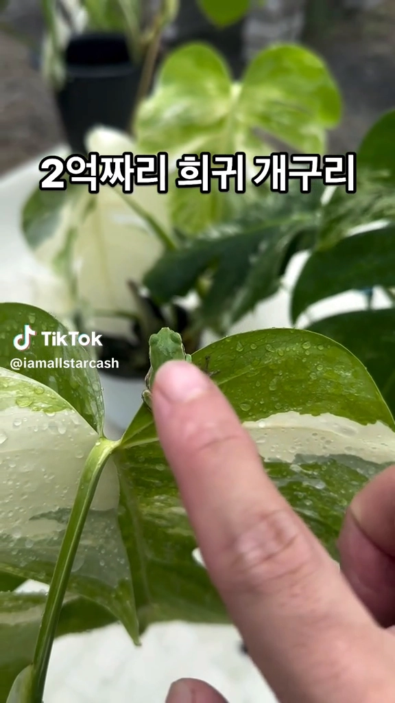 2억짜리 희귀개구리