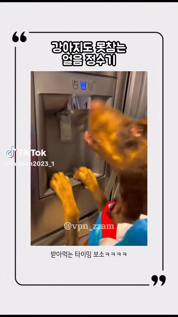 얼음먹는 강아지