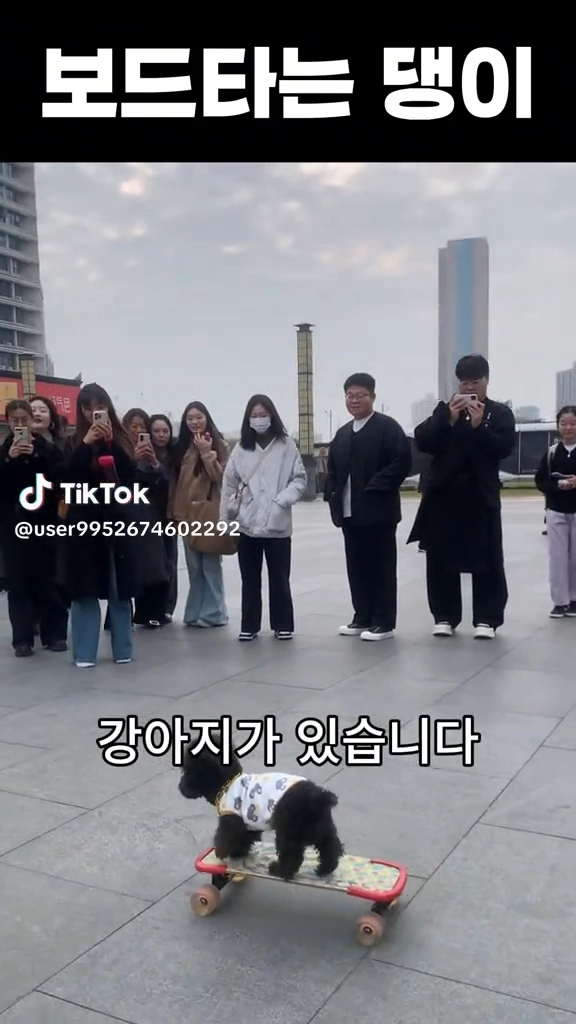 보드타는 강아지