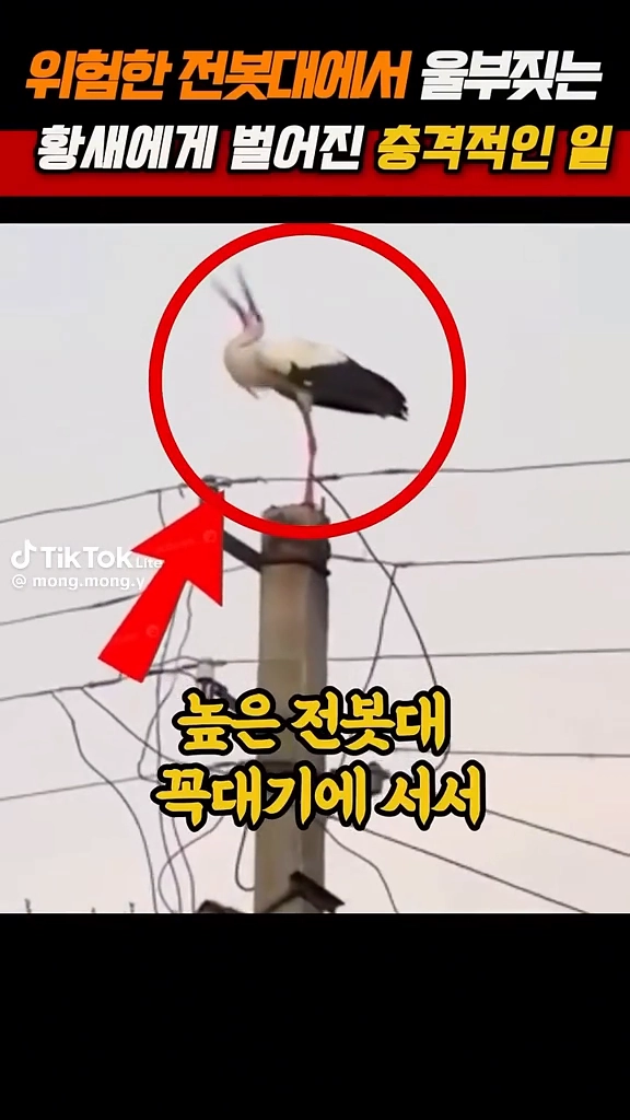 전봇대에서 울부짖는 황새