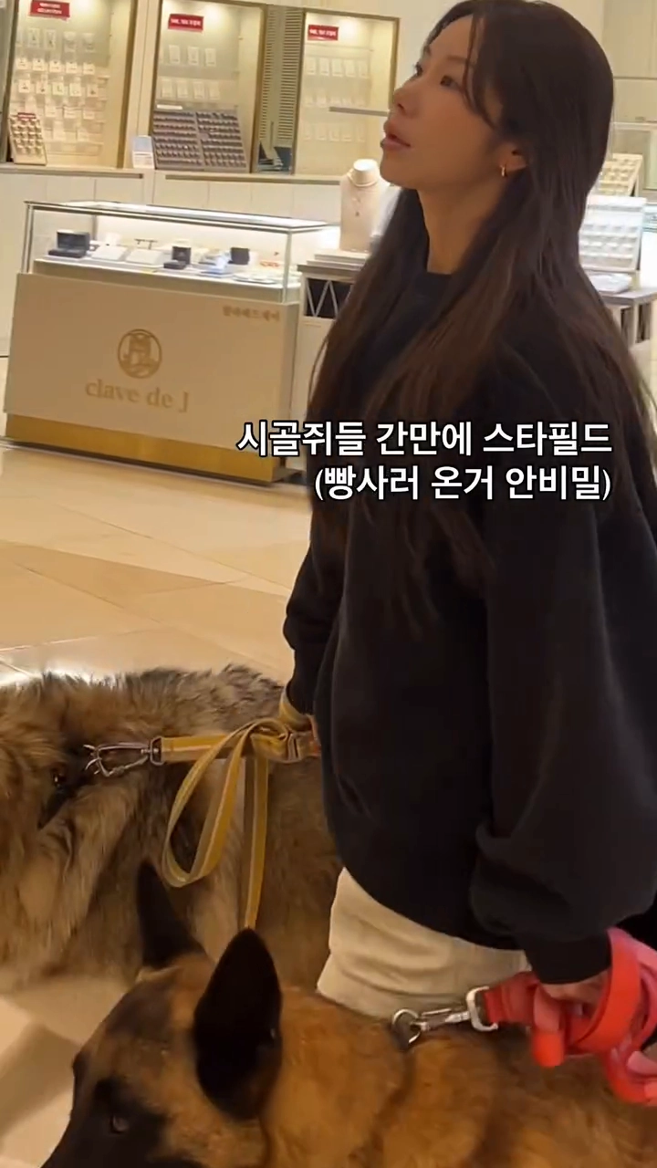 대형견 3마리 끌고 스타필드 등장한 여성, 커뮤 반응 난리