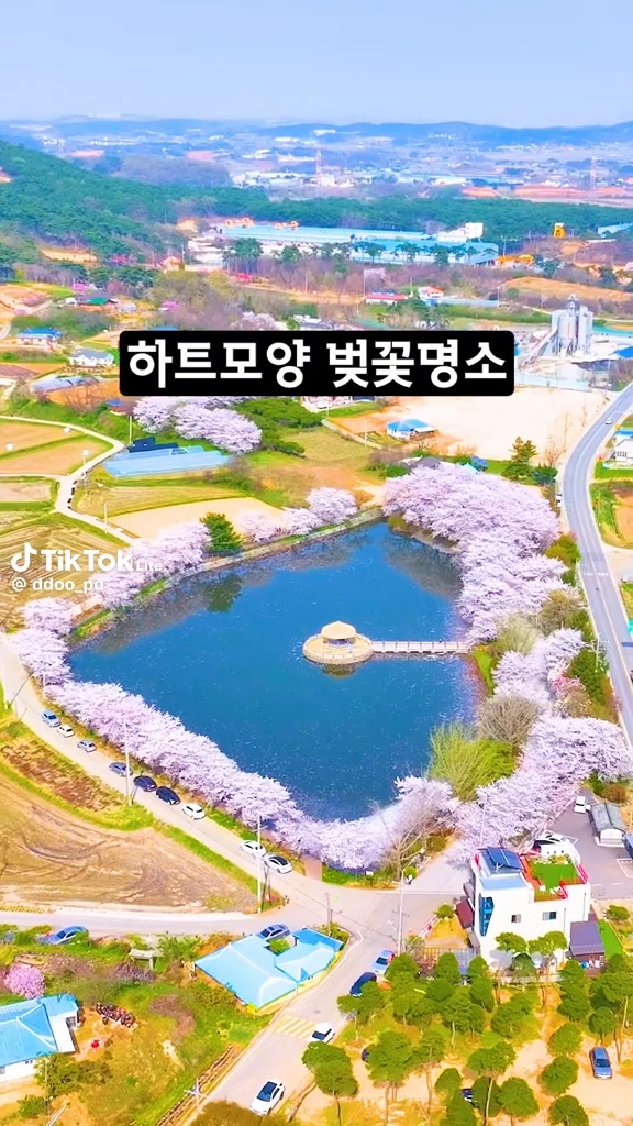 하트모양벚꽃명소