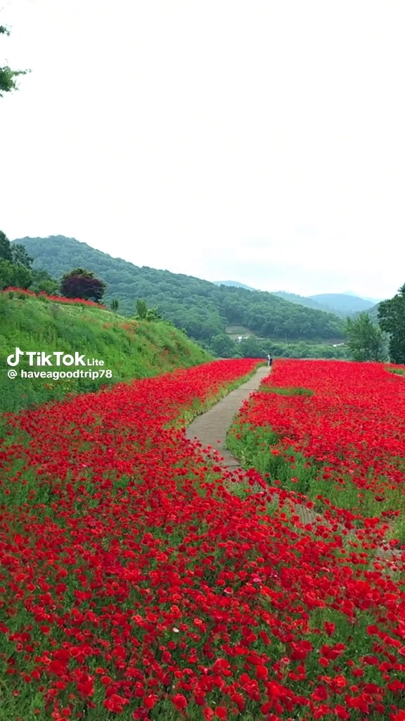 요산공원 양귀비꽃
