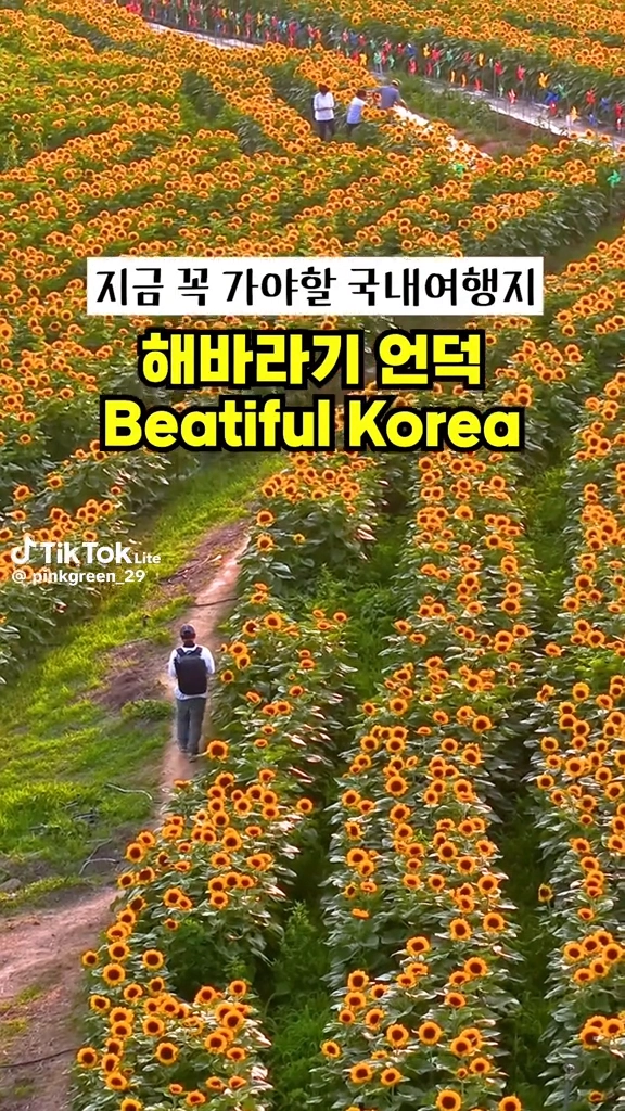 해바라기언덕