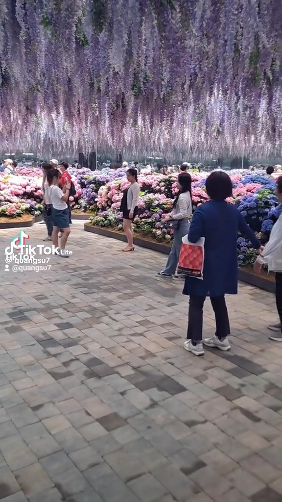 베고니아새정원