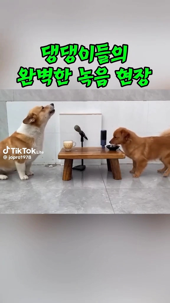 멍이들 왜 이렇게 신났니